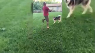 หมาอยากกัด อันตราย เอาจูบๆ เหม็นมาก อันตลาย ฮาทุกฉาก ขำไม่ไหว！#Funny