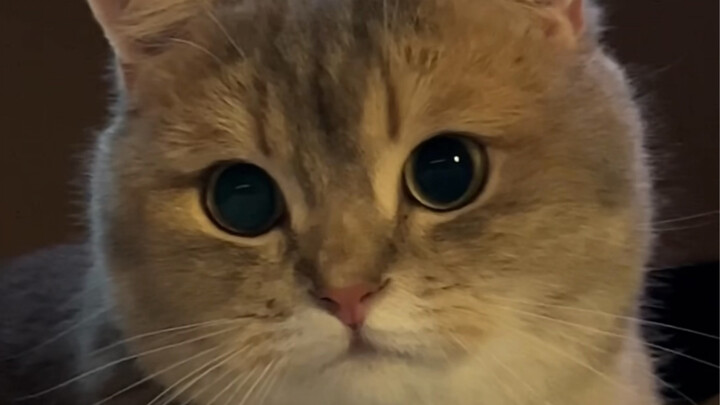I raised my kitten