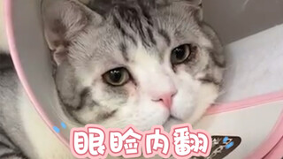 After the eyelids became larger, the whole kitty suddenly looked much more delicate and refined.