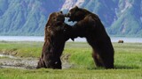 National Geographic Alaskan Bear Full Episode Polar Bear
