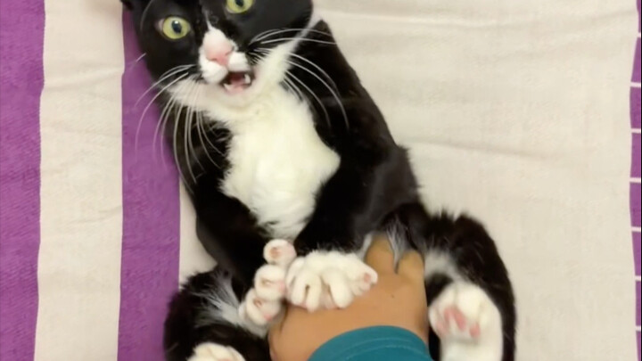 Absolutely don't reach into the cow-patterned cat's crotch!