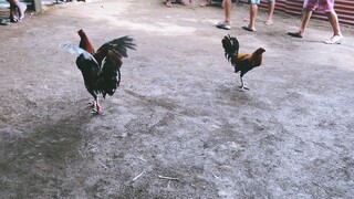 Lemon white legged (Bullstag) vs Melsim Black (aged cock)