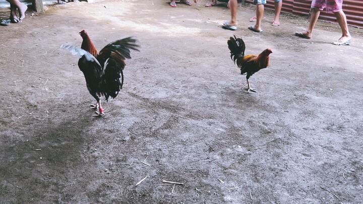 Lemon white legged (Bullstag) vs Melsim Black (aged cock)