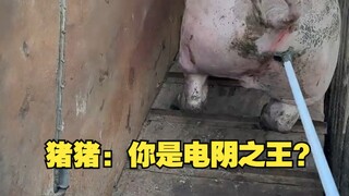 Pig Pig: Are you the King of Electric Yin?