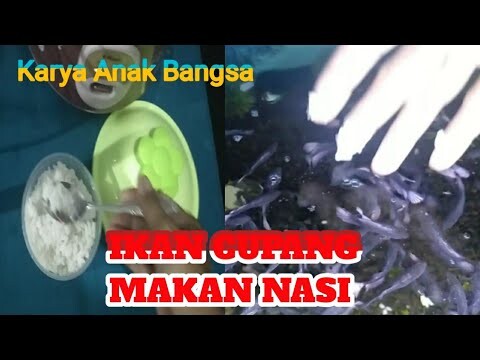 IKAN CUPANG MAKAN NASI