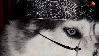 คนที่สร้างความโรแมนติกให้คุณอาจไม่ใช่เจ้าชายเสมอไป แต่อาจเป็นสุนัขฮัสกี้ก็ได้