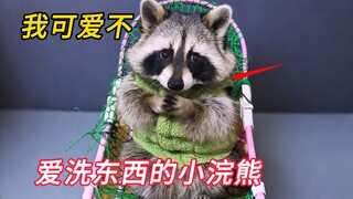 Why do raccoons love washing things so much?