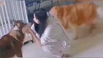 Anjing Golden Retriever: Gua harus ngerjain si brengsek ini!