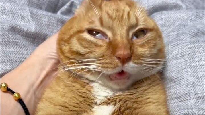 🐱: Lại là một ngày lên cơn rồi
