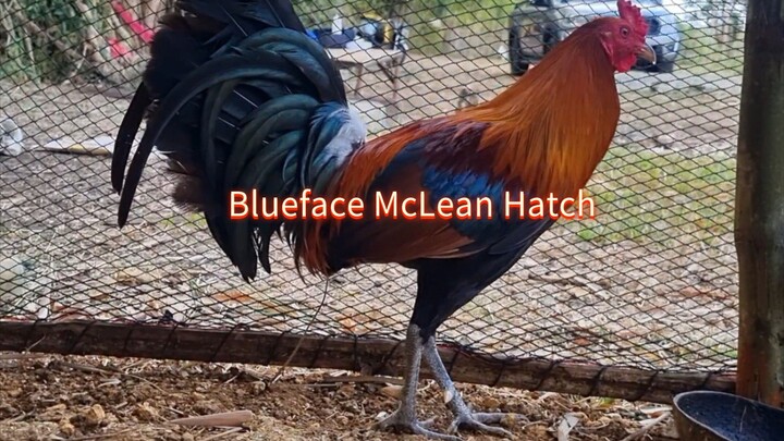 Blueface McLean Hatch