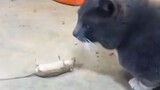 Mouse: I bet this cat is blind
