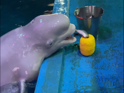 เจ้าดำขโมยปลา