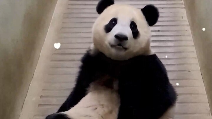คุณปู่: ฟู่เป่าลองเล่นสไลเดอร์ตัวนี้ แล้วเล่นอีกรอบนะ