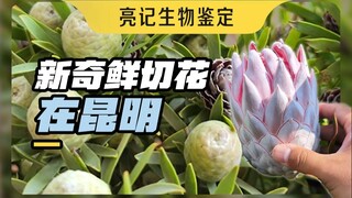 Behind Kunming Dounan Flower Market, Asia's largest fresh cut flower market