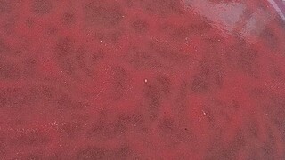 daphnia moina