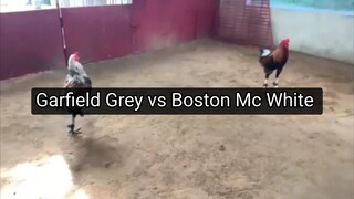 Spar of broodcocks Garfield grey (left side) vs Boston Mc White (right side)