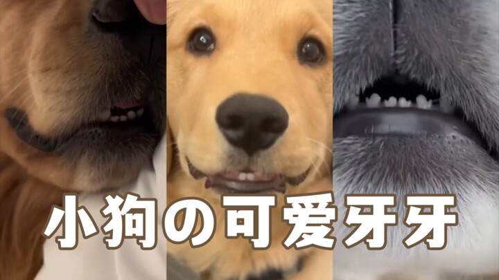 Auntie! Come quick and see Goubao's adorable little baby teeth!