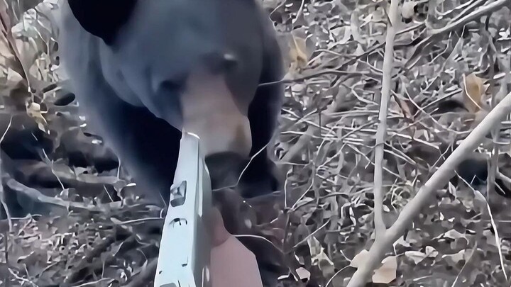 Bear: Look, you’re getting anxious again!