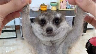The meerkat baby at home has a tooth problem... #Meerkat[Topic]# #CutePets[Topic]# #FunnyBehaviorAwa