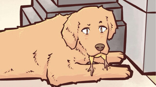 The chick crawls into the dog's mouth—the golden retriever's reaction is just too adorable!