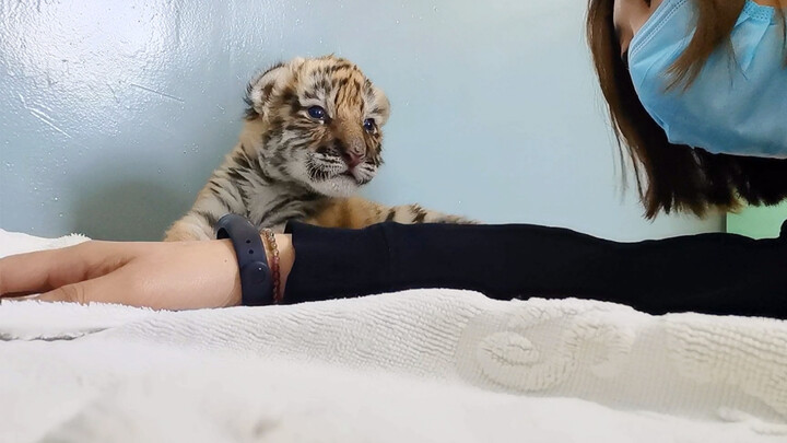 Waktu Istirahat Siang Si Bayi Harimau dan Sang Pengasuh (Bagian 2)