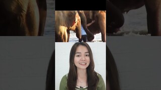 TERPISAH DAN BERTEMU LAGI, INI REAKSI HEWAN  ?!?