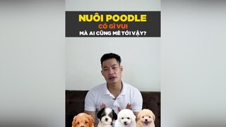 Nuôi Poodle có gì vui mà ai cũng mê đến vậy petonesaigon petnhatrang tuitienpet dcgr