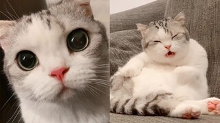 这只猫主动找我玩，还骗我牵她的手，结果我被耍了！