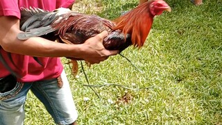 Ganda nang bulik ko 2x winner kana 🐓🐓🐓