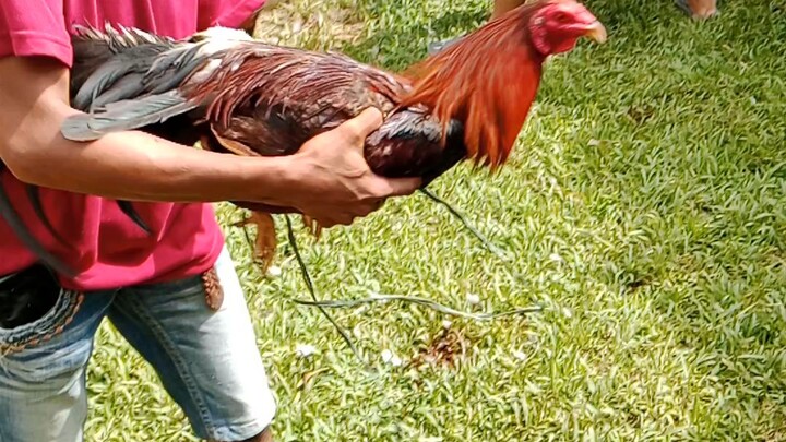 Ganda nang bulik ko 2x winner kana 🐓🐓🐓