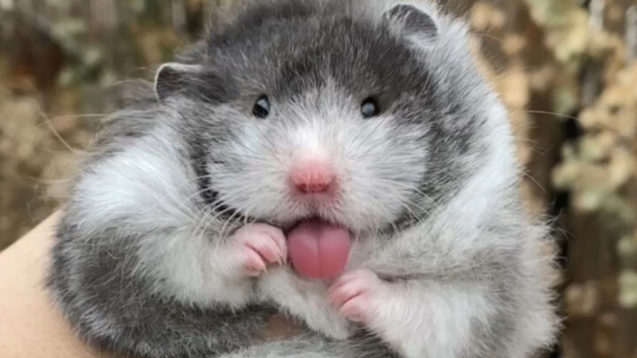 Gave birth to seventeen babies—hilarious, not a single one looks like the dad! Syrian hamster, golde