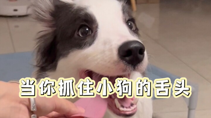 Aku lagi mainin anak anjing nih!