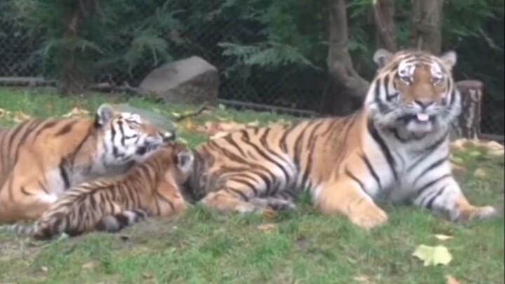 The little tiger stepped on Dad Tiger’s cat bell! Dad Tiger said, “Honey, keep an eye on him—otherwi