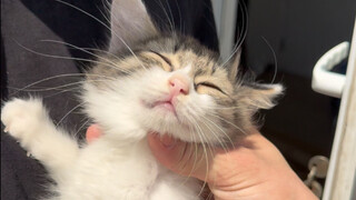 Membuat kucing kecil menjadi kaya raya