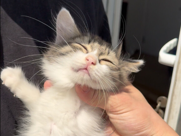 اصنع لقطتك الصغيرة حياة مليئة بالثراء والرفاهية