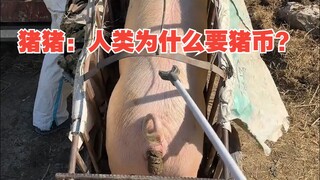 猪猪：人类为什么要猪币？