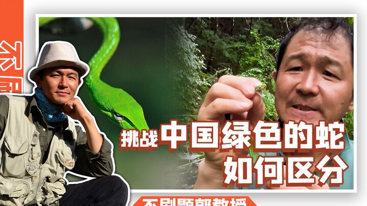 Common green snakes in my country and their appearance