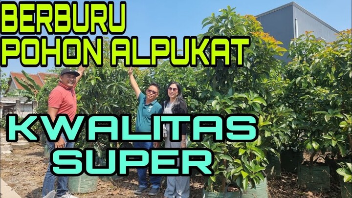 BERBURU POHON ALPUKAT KWALITAS SUPER