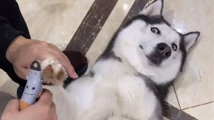 The dog meat restaurant owner has been watching you for a long time—is he trying to kill me?