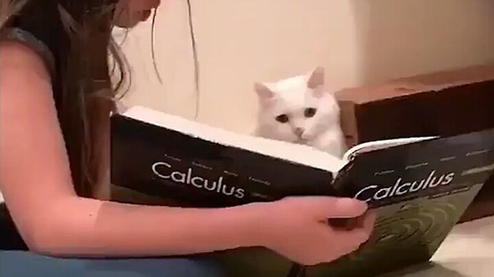 Musuh alami kucing ternyata memang anjing!!!