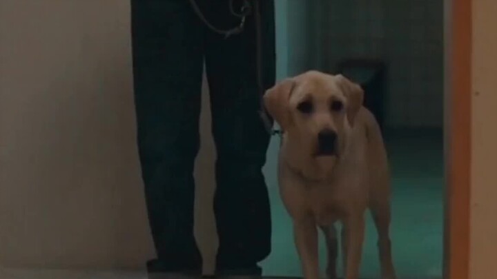 ฉันคือดวงตาของคุณ! ชีวิตแห่ง “ความรักและความซื่อสัตย์” ของเจ้าหมาไกด์เสี่ยวชิ่ว!