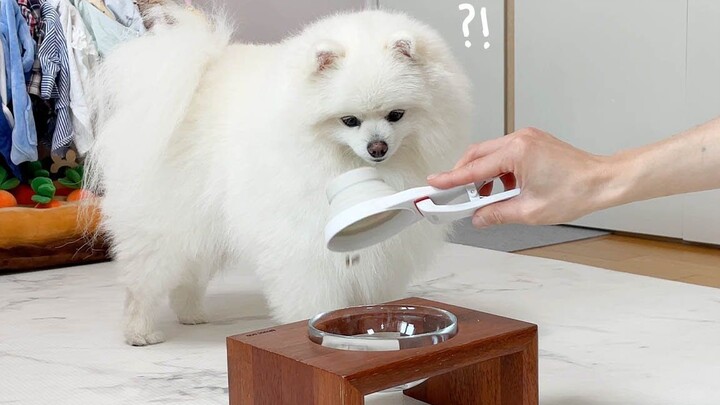 If you just give the little dog two pieces of food…