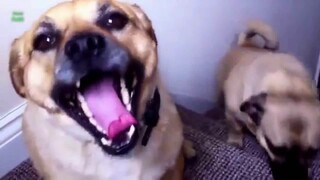 💥Best Dog Smiling Viral Weekly😂🙃 of August | Funny Animal Videos💥👌