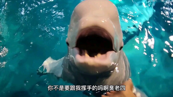 This incident taught me: don’t mock Moby-Dick for no reason!
