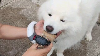 Taking dog selfies is so simple. Aren’t you curious about how it is done? Well, it’s actually that s
