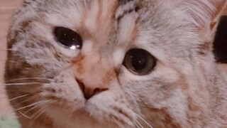 When I opened my eyes, my cat looked ten years older due to hunger.