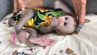 Monkey mino fall as sleep after milk