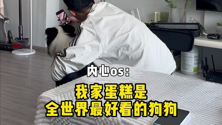 Dog owners' anger moments | Only you are allowed to say your own dog is bad; anyone else can't say a