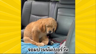 สัตว์เลี้ยงเพื่อนขนปุย : จอมป่วนนัมเบอร์วัน