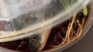 这差评真给不了！真的太新鲜了！自己还会动几下！以示证明！！